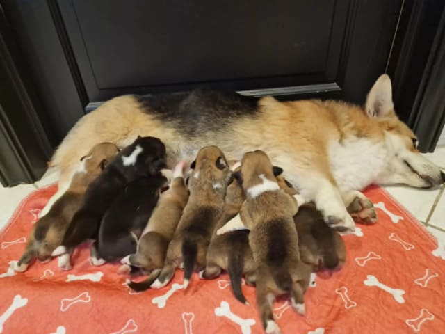 Welsh corgi pembroke