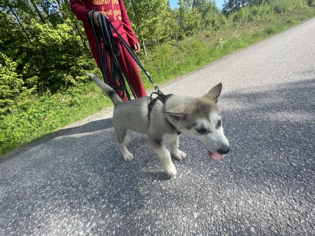 Alaskan Malamute