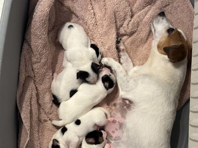 Jack Russell terrier