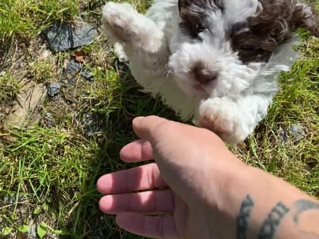 Shihpoo · Nol · Lyckliga Vovven
