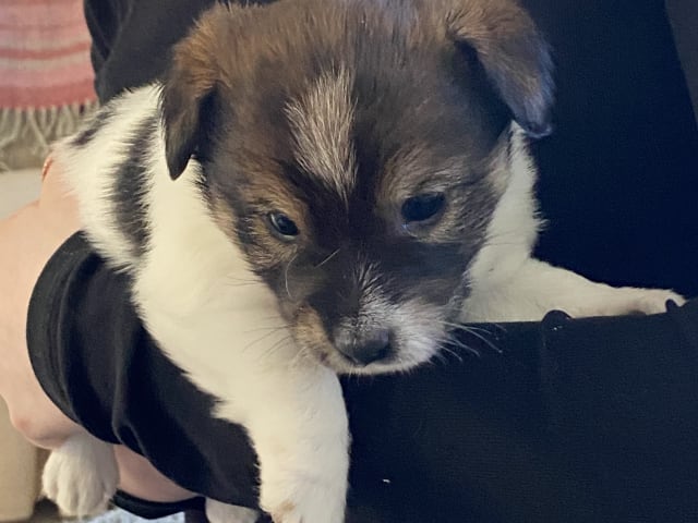 Jack russell terrier · Varberg · Kennel Beldio’s