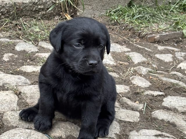 Labrador retriever · Lövestad · Sheep Trix