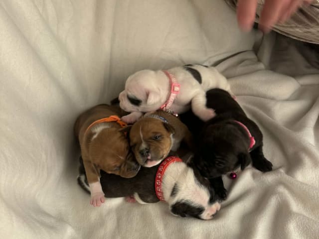 Staffordshire bull terrier