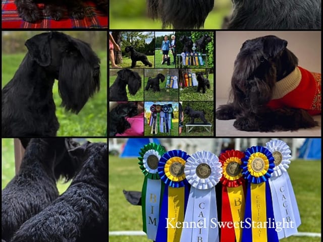 Miniature Schnauzer · Vollen · Nina-Helene Gundersen