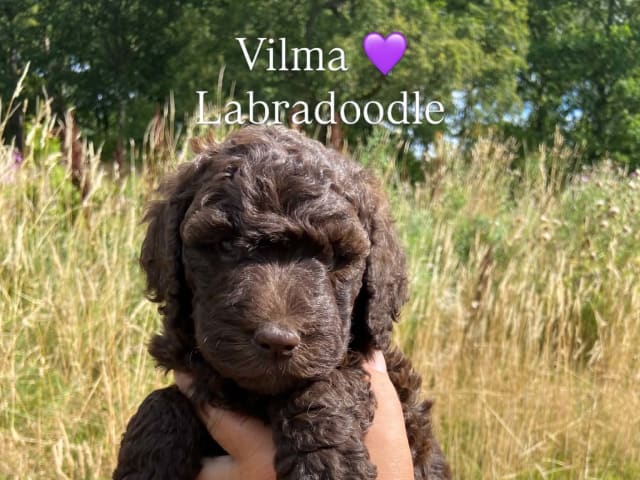 Labradoodle · Nol · Anfastebo hunduppfödning