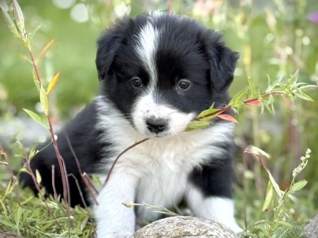 Border collie