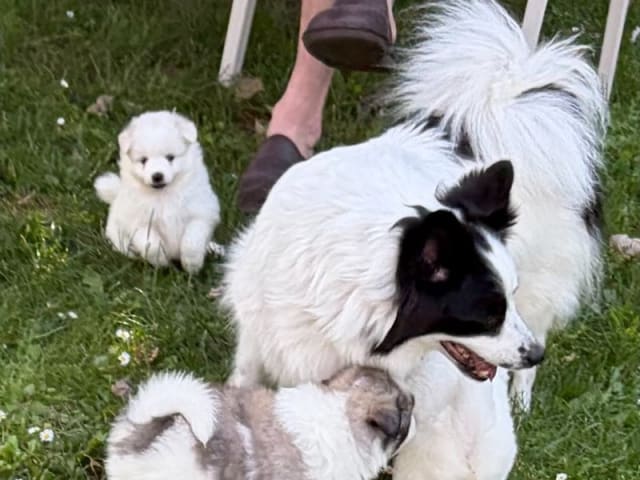 German Spitz – Mittelspitz · Tommerup · Asti-Una's