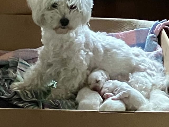 Coton de Tuléar
