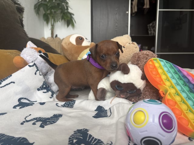 Miniature Pinscher