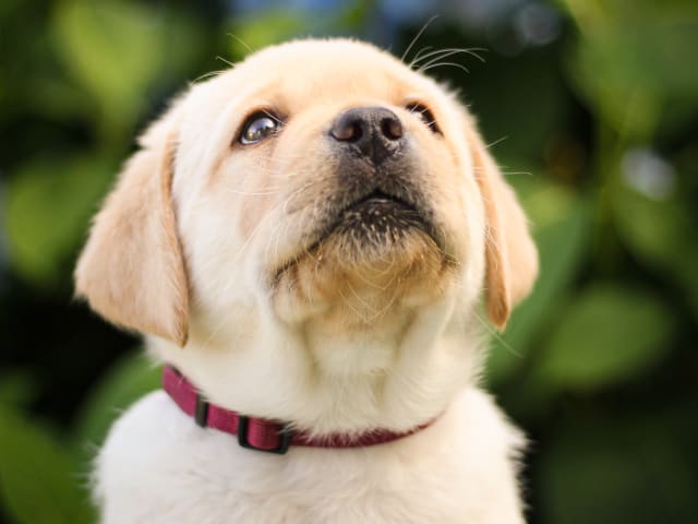 Labrador Retriever · Svärtinge · Blankgölens kennel