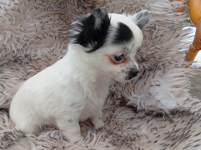 Chihuahua
