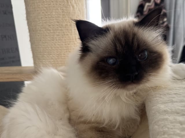 Birman