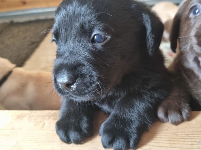 Labrador Retriever · Ingarö · Playwaters