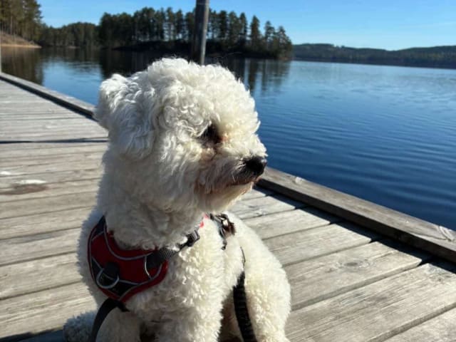 Bichon Frise