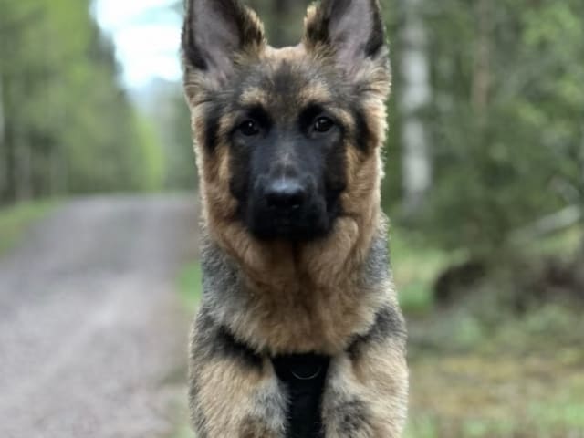 German Shepherd Dog