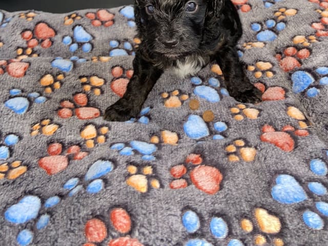 Shihpoo · Nol · Lyckliga Vovven
