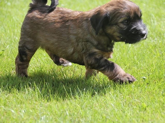 Tibetansk terrier