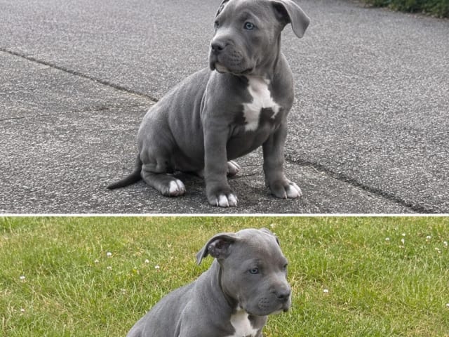 American bully