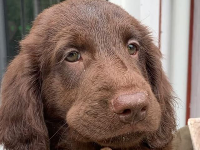 Flatcoated retriever · Kil · Torpedos