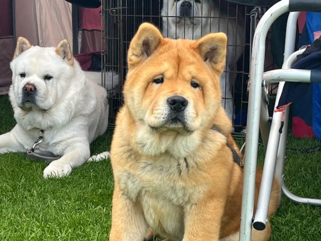 Chow chow · Hedesunda · Chowhill’s