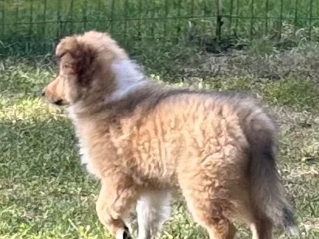 Shetland sheepdog
