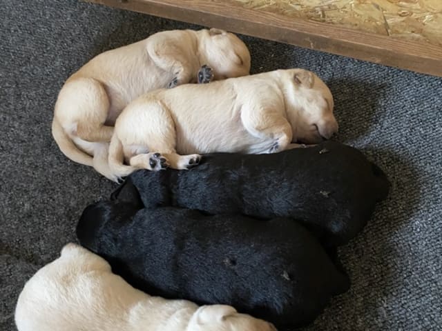 Labrador retriever · Løgumkloster · Rikke Skeldrup Drøhse