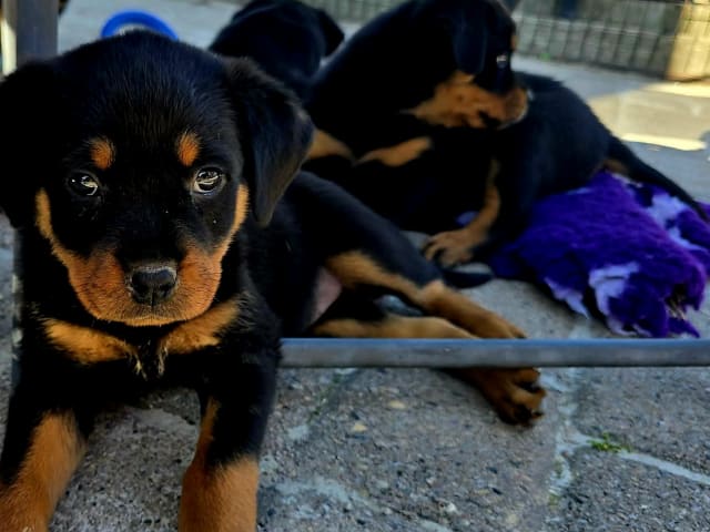 Rottweiler · Klippan · Manfield Farm