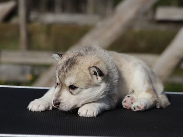 Siberian Husky