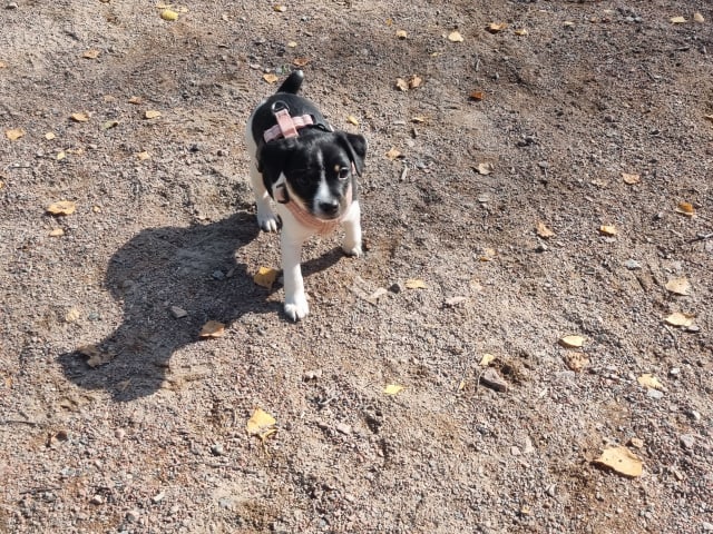 Dansk-svensk gårdhund · Karlstad · Pepparkakshusets kennel