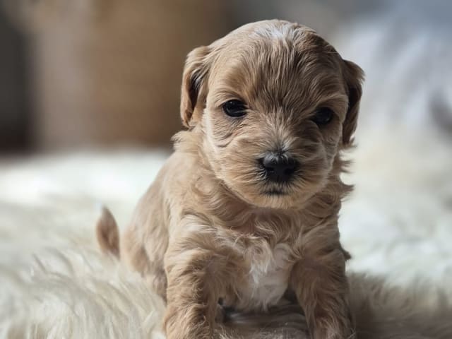 Maltipoo