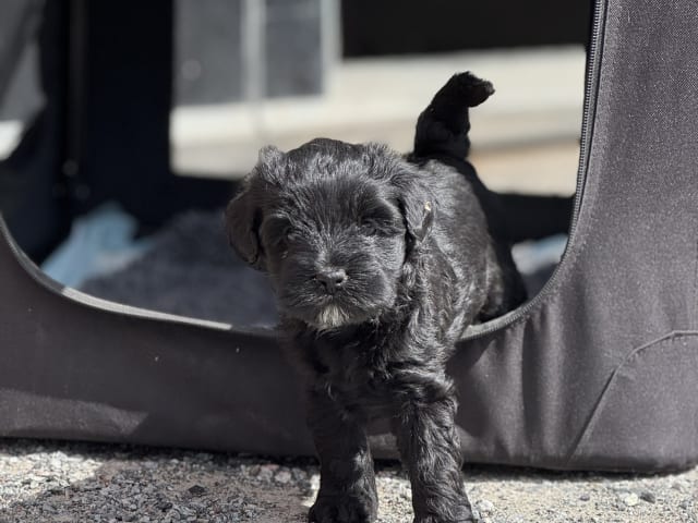 Tibetan Terrier