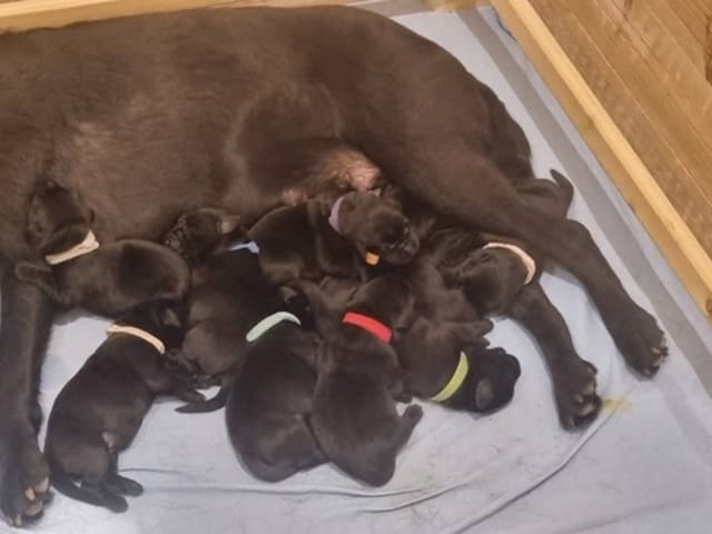 Labrador retriever · Skanderborg · Grethe Willemoes Andersen