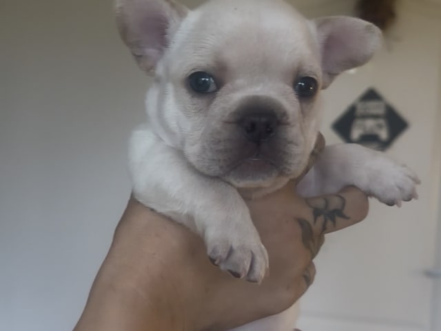 Fransk bulldog