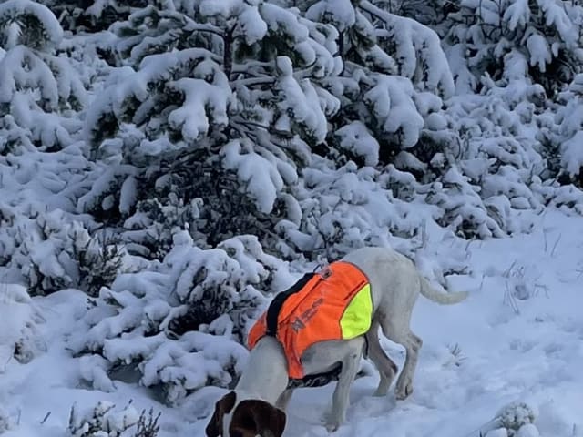 Halden Hound (Haldenstøver)