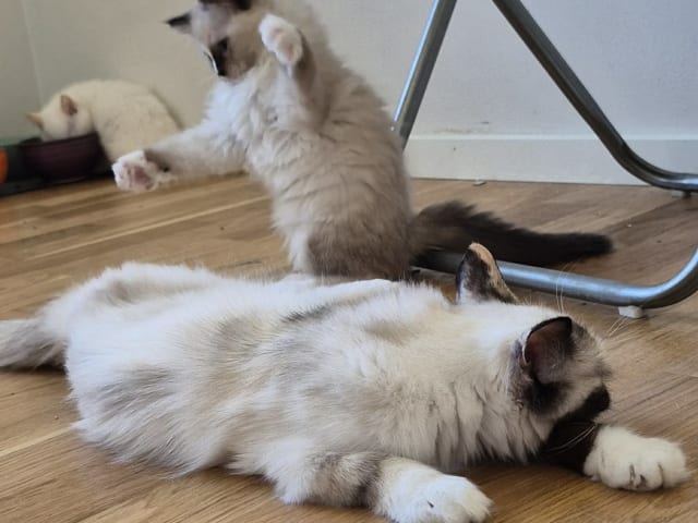 Ragdoll · Vällingby · Stardust