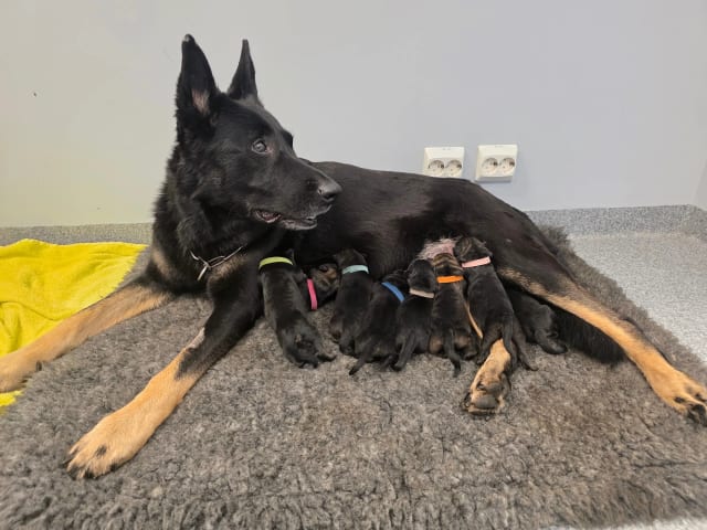 German Shepherd Dog · Saksvik · Hundhamaren