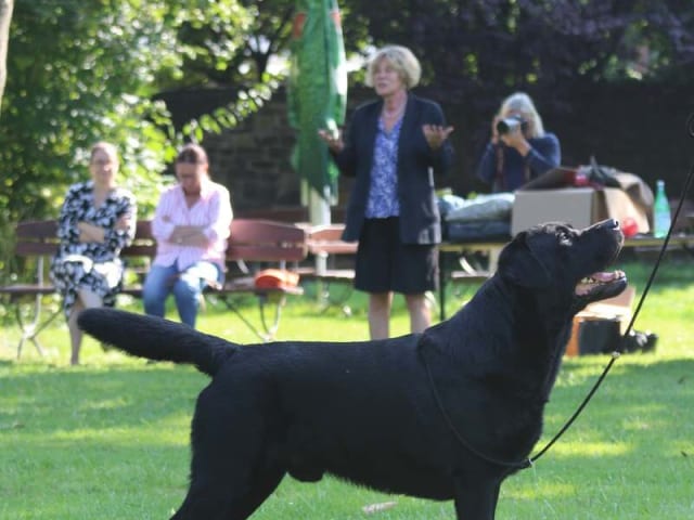Labrador retriever · Hjallerup · Townfield's