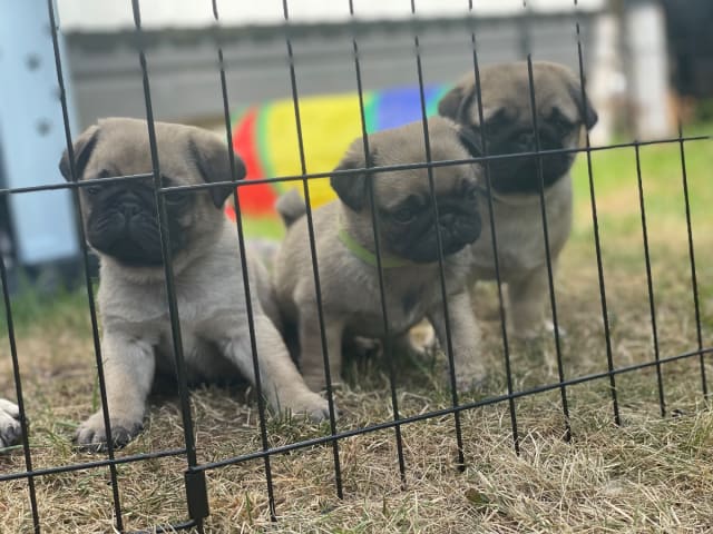 Pug · Linköping · Mixalex