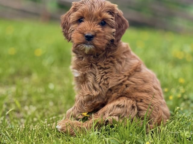 Cockerpoo
