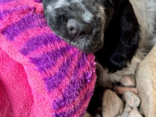 Cocker Spaniel · Nygård · Westdreams
