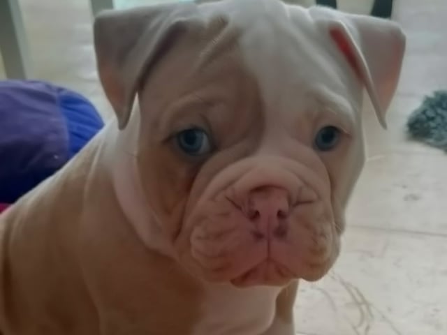Olde English Bulldogge