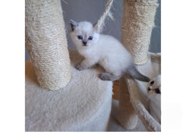 British Shorthair · Älmhult · SE*Emilslunds