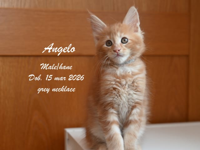 Maine Coon