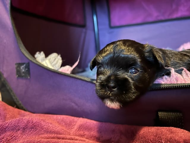 Affenpinscher · Tyresö · Skäggpatrullen