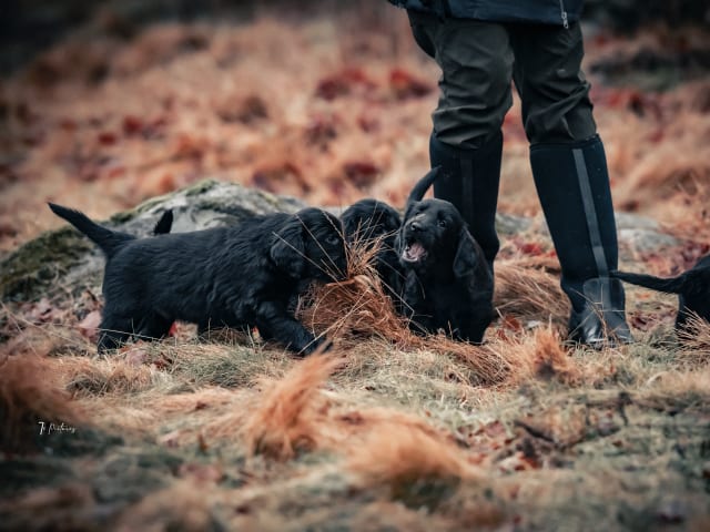 Flat Coated Retriever