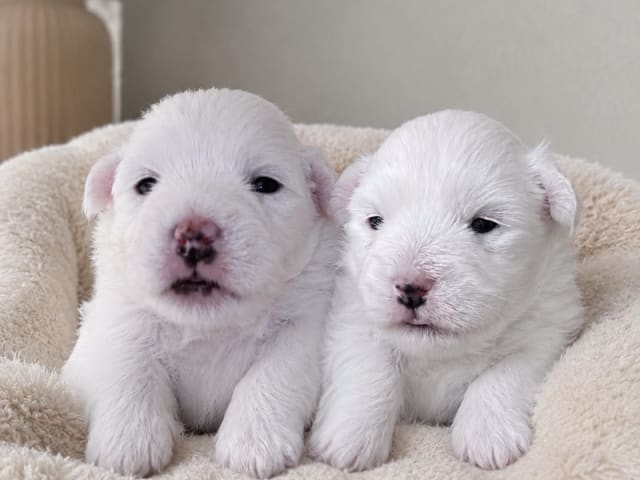 Coton de Tulear · Aalborg · Kystvejens Coton og Xolo