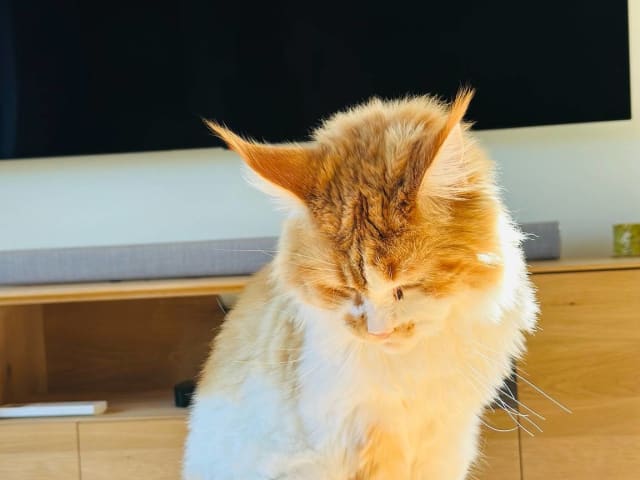 Maine Coon · Västra Frölunda · Jesper M.
