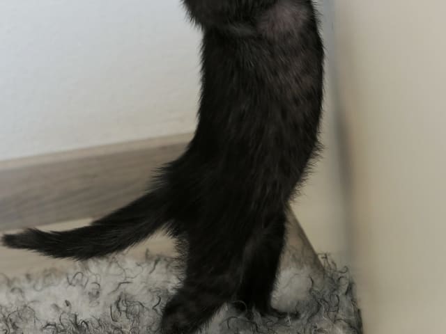 Egyptian Mau