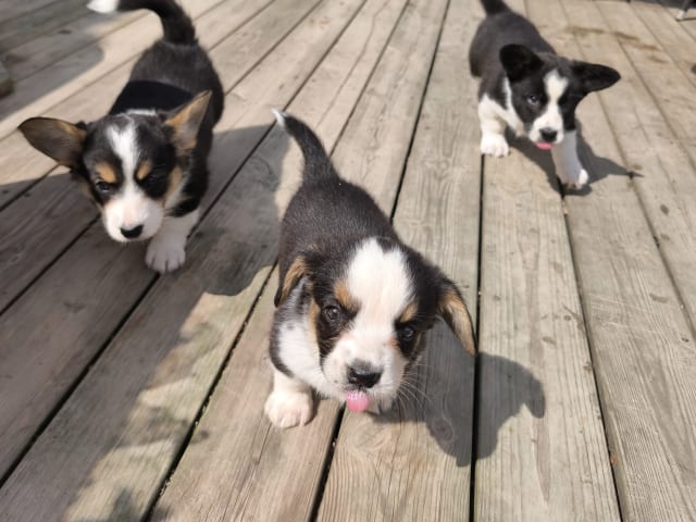 Welsh Corgi Cardigan