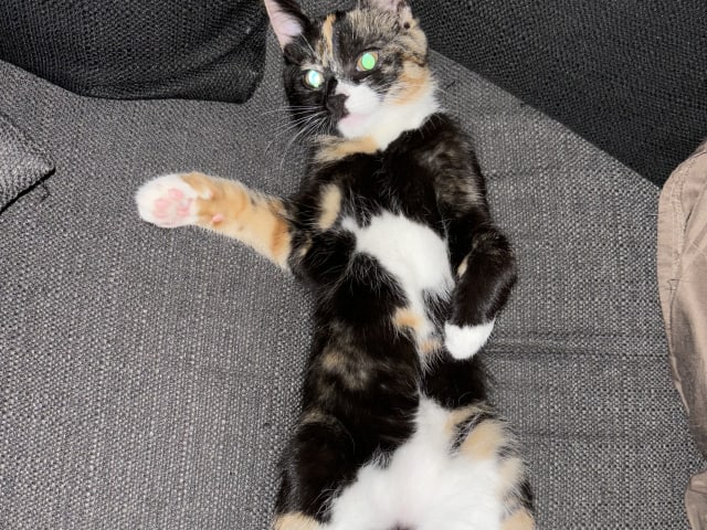 Huskatt · Borås · Nala A.